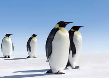 cruise-book.com: 500 Euro Bordguthaben geschenkt cruise-book.com: 500 Euro Bordguthaben geschenkt