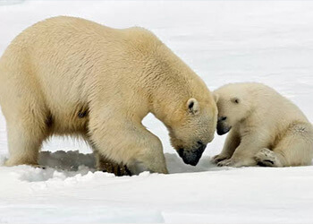 cruise-book.com: 500 Euro Bordguthaben geschenkt cruise-book.com: 500 Euro Bordguthaben geschenkt