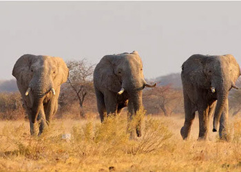urlaub_cruise-book.com: 500 Euro Bordguthaben geschenktin_Afrika cruise-book.com: 500 Euro Bordguthaben geschenkt