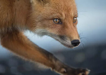 cruise-book.com: 500 Euro Bordguthaben geschenkt cruise-book.com: 500 Euro Bordguthaben geschenkt